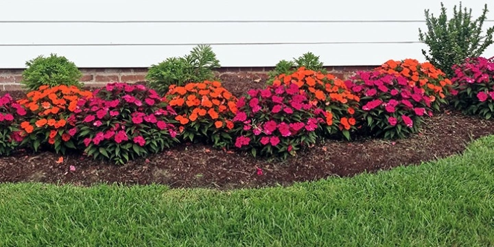 Annuals planted in landscape bed.